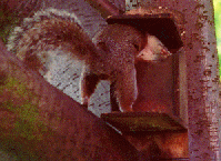 A squirrel taking nuts from the squirrel feeder