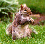 A squirrel on the lawn