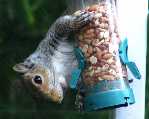 A happy squirrel has found a bird feeder in the Magic Garden in Adel, Leeds